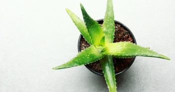 Das Beste aus der Natur – Aloe Vera für das Baby leaf-3283175_640