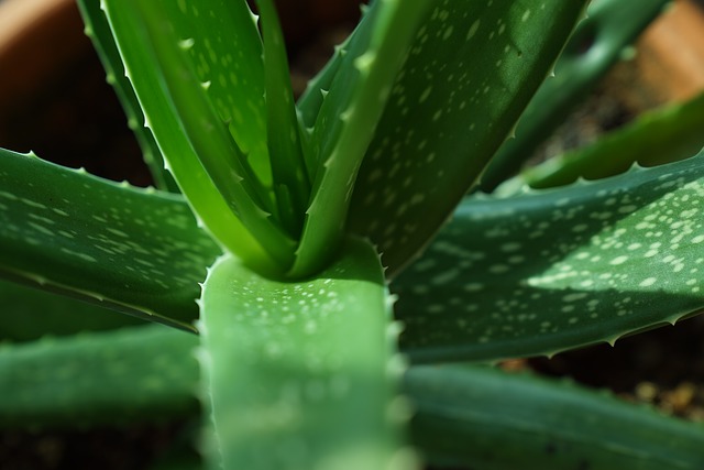 aloe-vera-plants-2731140_640